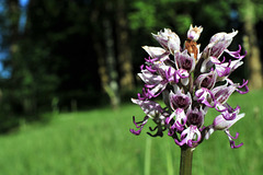 Orchis singe - Orchis simia