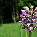 Orchis singe - Orchis simia