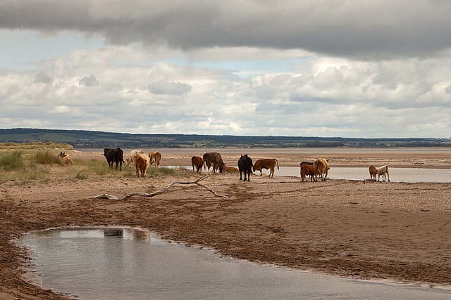 Cows at Kinshaldy