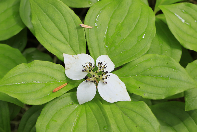 Bunchberry