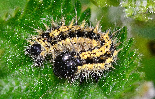 Caterpillar