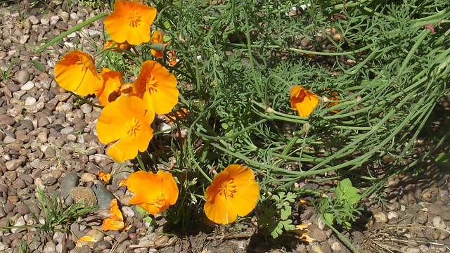 These poppies keep coming and coming