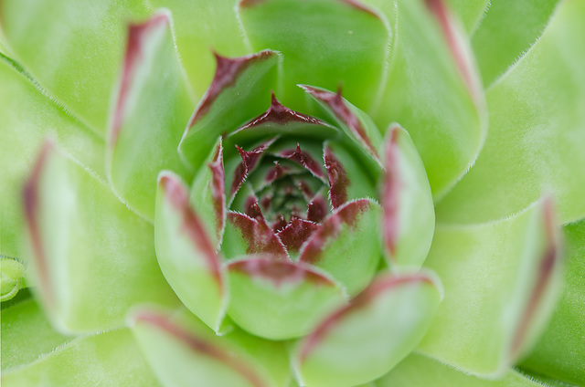 Sempervivum