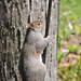 Gray Squirrel