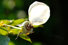 DSCF6958
