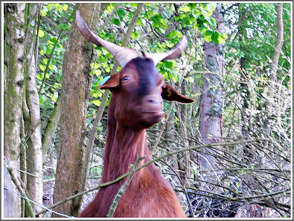 Belle rencontre à Bétineuc (22)