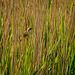 Reed warbler13
