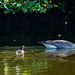 Canada goose and a little grebe