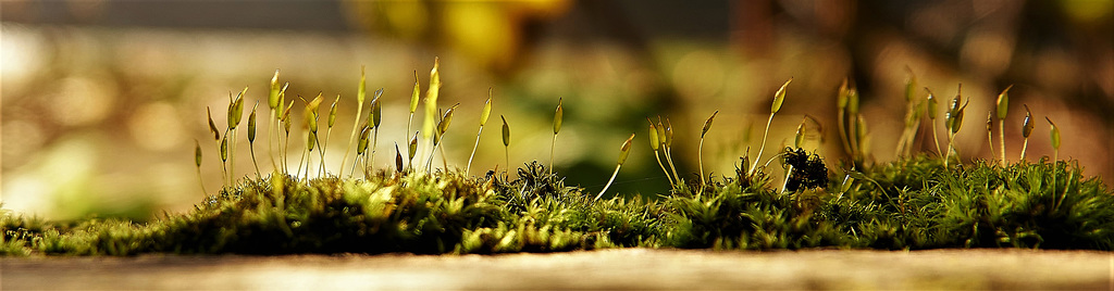 Brand New Little Mossy Worlds