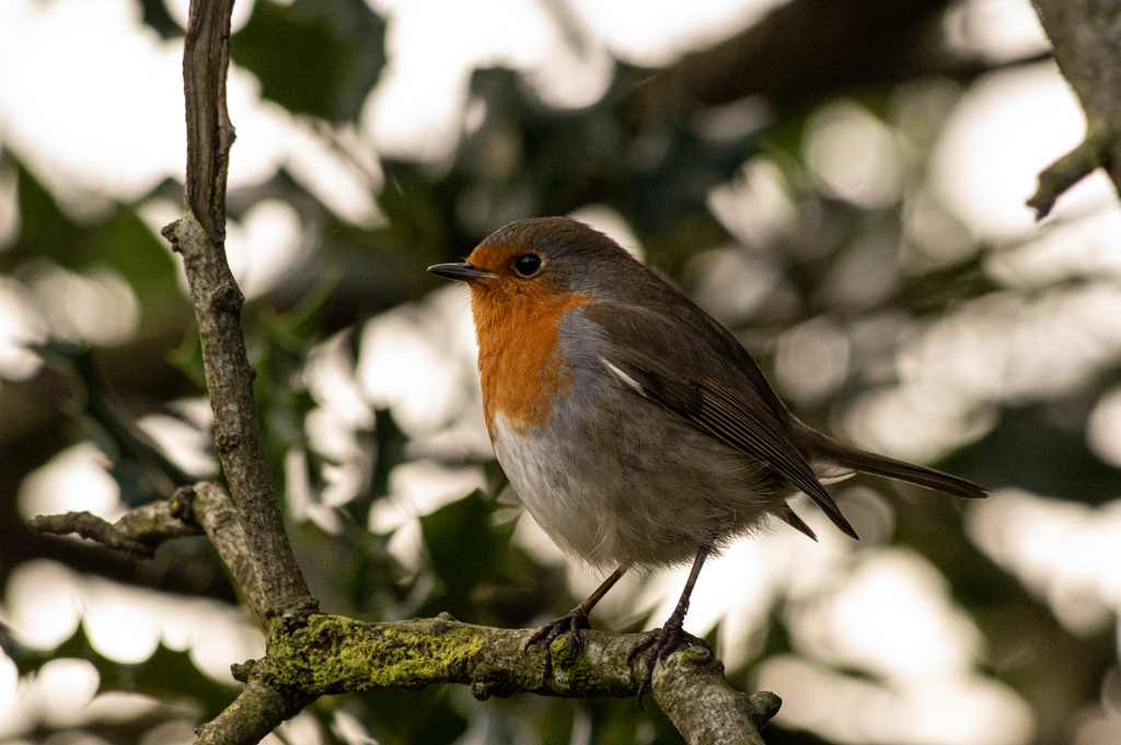 Robin (High ISO=3200)