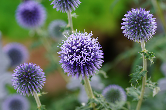 Kugeldistel mit Blüten