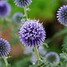 Kugeldistel mit Blüten