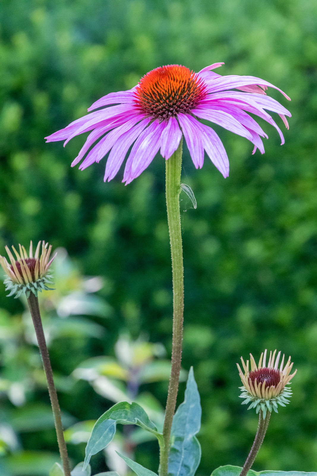 Sonnenhut (Echinacea)