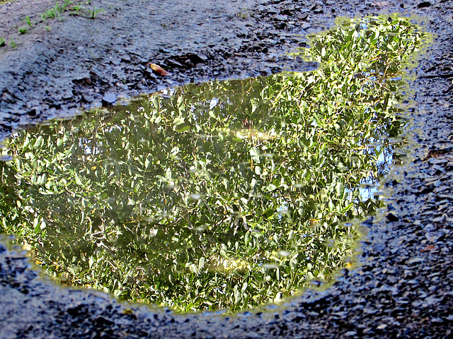 Tree In a Puddle