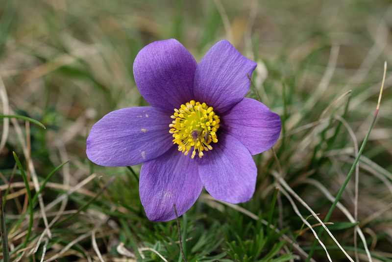 WESTHALTEN: Une Anémone pusatille (Anemone pulsatilla).04