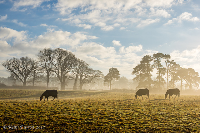 Winter Sunshine and Mid Morning Mist