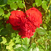 Herz aus Rosen - koro el rozoj