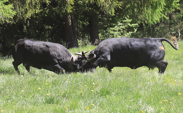 les vaches au pré..