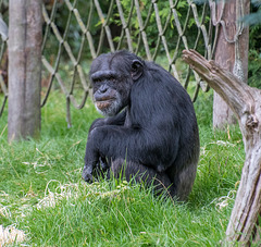 Chimp at the zoo