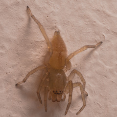 SpiderIMG 3511