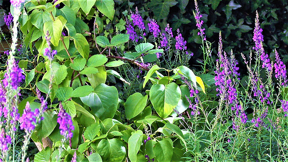 The purple loosestrife is everywhere - beautiful