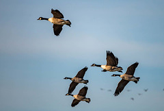 Canada geese