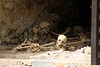 Victims of Vesuvius, Herculaneum