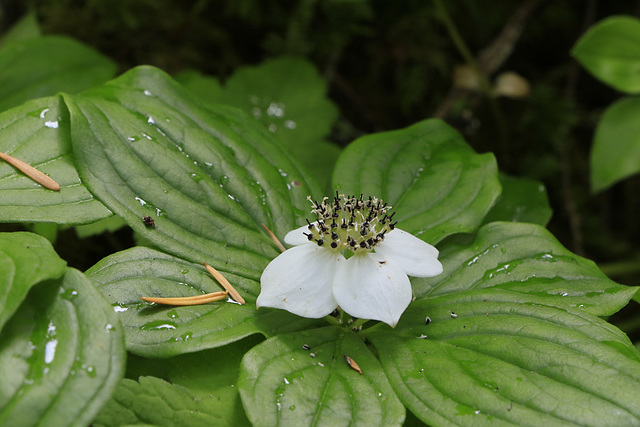 Bunchberry