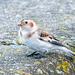 Snow bunting