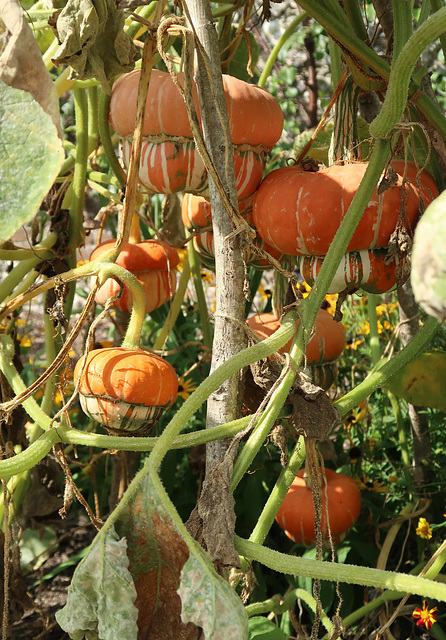 Turk's Turban squashes