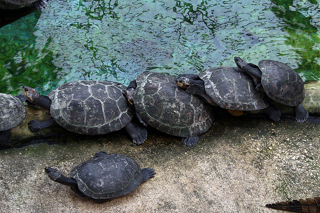 Aimez-vous les uns sur les autres , orgie sexuelle chez les tortues Aimez-vous les uns sur les autres , orgie sexuelle chez les tortues