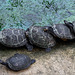 Aimez-vous les uns sur les autres , orgie sexuelle chez les tortues