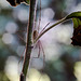 Spinne am Morgen …