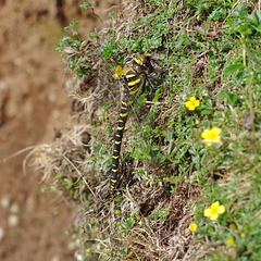 Golden Ringed Dragonfly caught a bee as I was walking up Lingmoor Fell