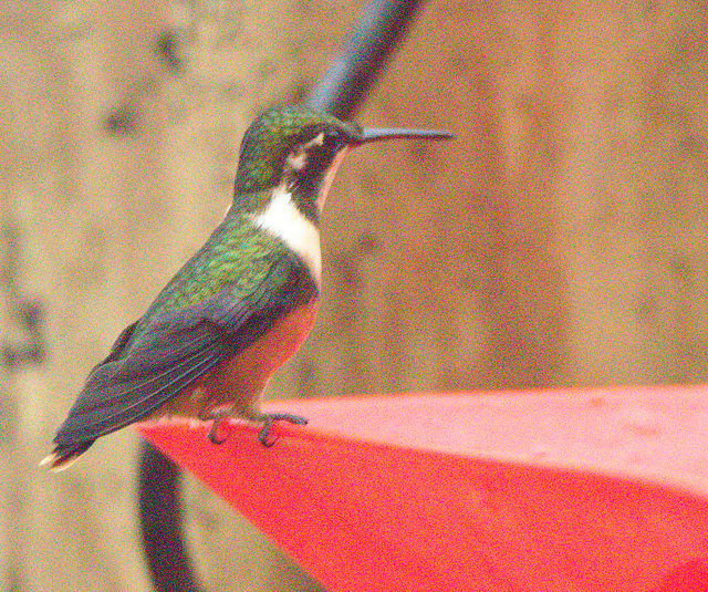 IMG 7086Hummingbird