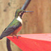 IMG 7086Hummingbird