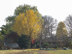 Farmer's house