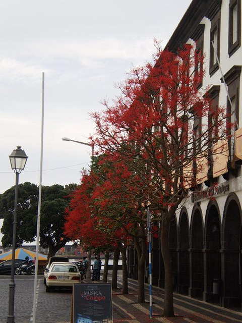 Exuberant trees.