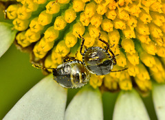 Baby Shieldbugs!?