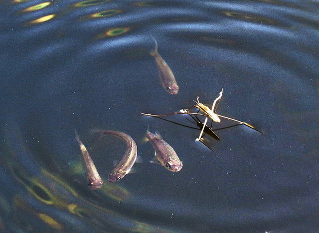 Fisch oder Wasserläufer - wer will hier wen fressen?