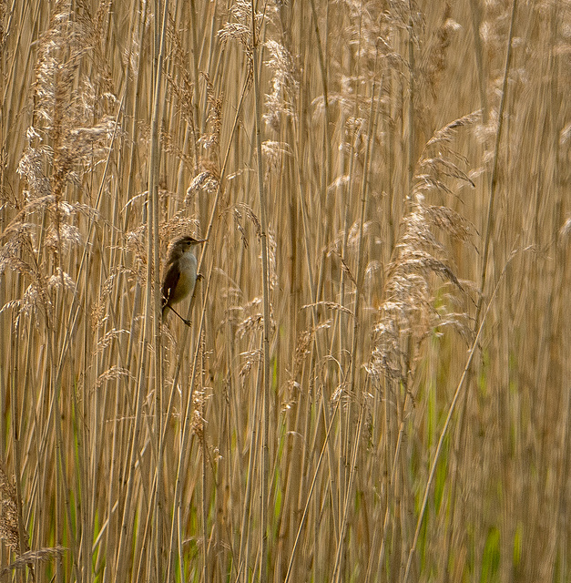 Reed warbler14