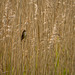 Reed warbler14