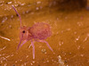 img 5661springtail 50614372616 o