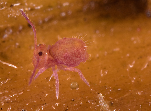 img 5661springtail 50614372616 o