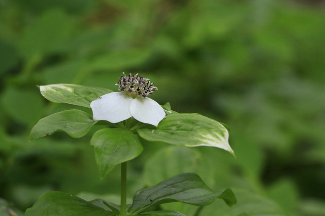 Bunchberry