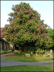 churchyard chestnut tree