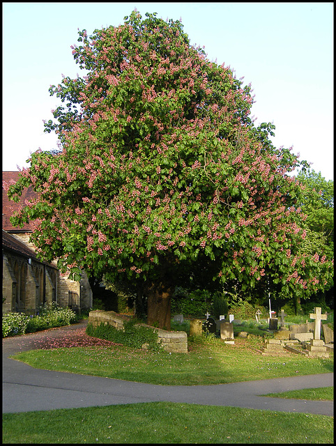 churchyard chestnut tree