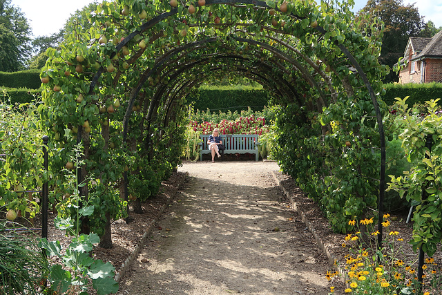 Pear pergola