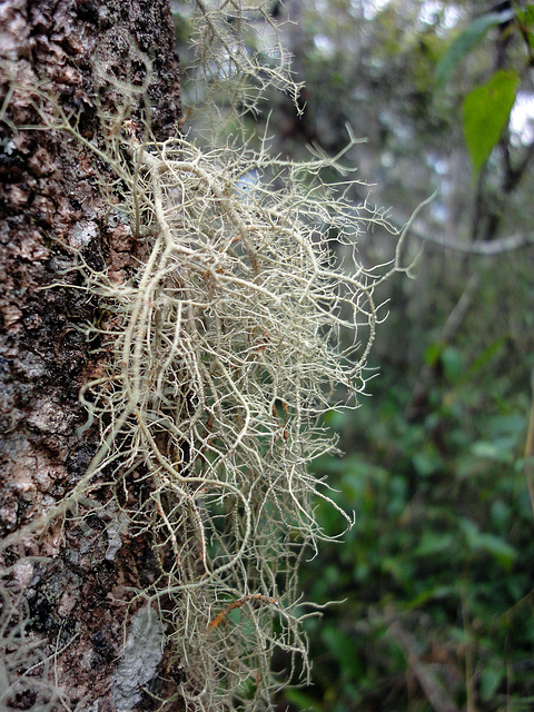 Old Men's Beard Lichen _Madagascar