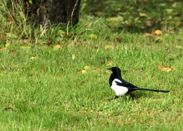 Besuch im Garten    (Elster)